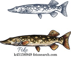 Pike fish sketch with pickerel for fishing design Pike fish sketch with pickerel for fishing design
