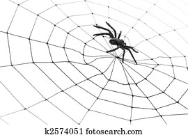 Spider Web Spider Web