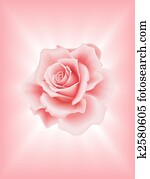 pink rose