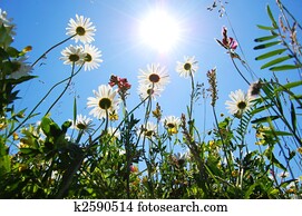 daisy flower in summer with blue sky