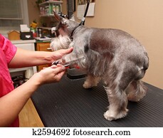 dog grooming dog grooming