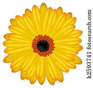 gerbera flower gerbera flower