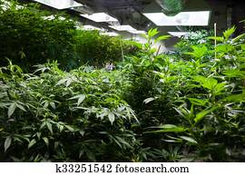 Grow room Grow room