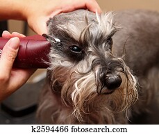 hund, wesen, gepflegt hund, wesen, gepflegt