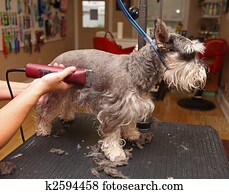 Shaving a dog Shaving a dog