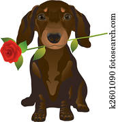 dachshund dachshund