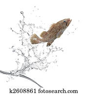 fish jumping