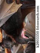 fruit bats mouthfuls blogspot