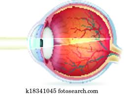 Human eye cross section, normal vision Human eye cross section, normal vision