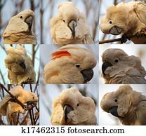 i am cuddly i am moluccan cockatoo