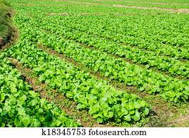 Vegetable garden. Vegetable garden.