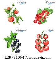 Watercolor fruits Watercolor fruits