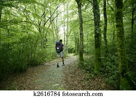 Adventure hiking on beech forest of Pyrenees