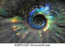 ammonites fossil background