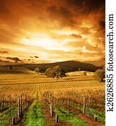 Stunning Sunset Vineyard Stunning Sunset Vineyard