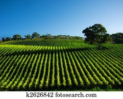 Vivid Vineyard