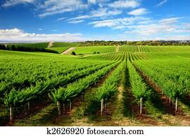 מישהו, עץ, גבעה, כרם