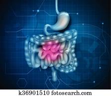 Gastrointestinal tract Gastrointestinal tract