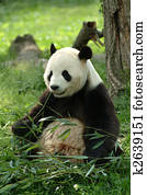 jätte- pandas, in, a, fält