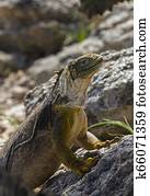 Land Iguana - Galapagos Islands - Ecuador