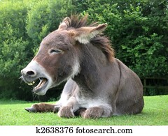 Laughing donkey Laughing donkey