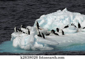 Penguins on ice floe