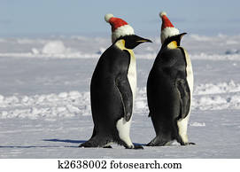 pingüim, par, ligado, natal