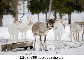 Reindeer Reindeer