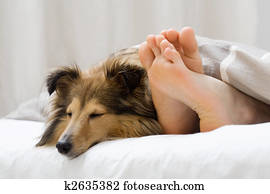 Sheltie sleeping with her owner Sheltie sleeping with her owner