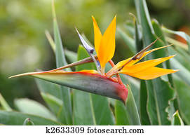 Oiseau Paradis Fleur Strelitzia Banque Dimage