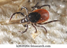 Tick waiting for a host Tick waiting for a host