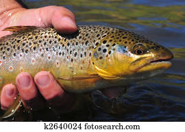 Brown trout Brown trout