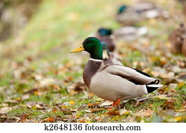 duck duck
