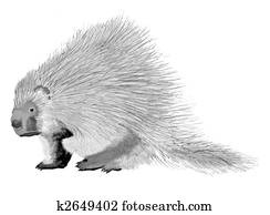 Porcupine Porcupine