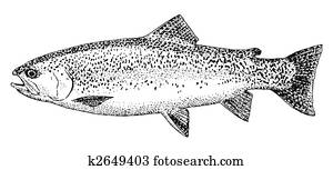Rainbow Trout Rainbow Trout