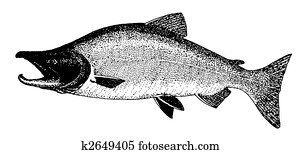 Red Salmon Red Salmon