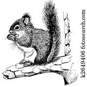Red Squirrel Red Squirrel