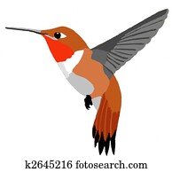 Rufous Hummingbird Rufous Hummingbird