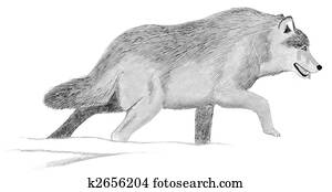 Gray Wolf Gray Wolf