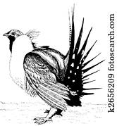 Greater Sage-Grouse Greater Sage-Grouse