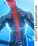 Human x-ray spine Human x-ray spine