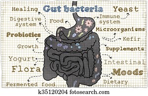 Illustration about Gut Bacteria