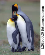King penguins