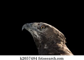 Martial Eagle Portrait
