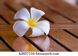 Plumeria Flower