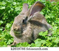 rabbit rabbit