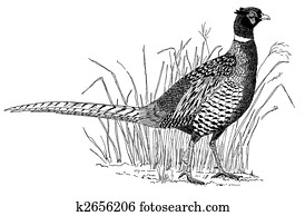 Ring-necked Pheasant Ring-necked Pheasant