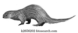 River Otter River Otter