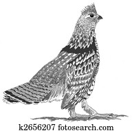 Ruffed Grouse Ruffed Grouse