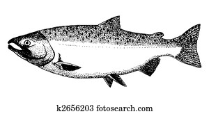 Silver or Coho Salmon Silver or Coho Salmon